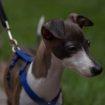 Italian Greyhound Dog Oliver