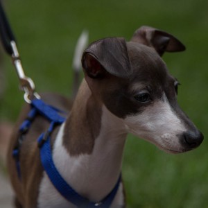 Italian Greyhound Dog Oliver