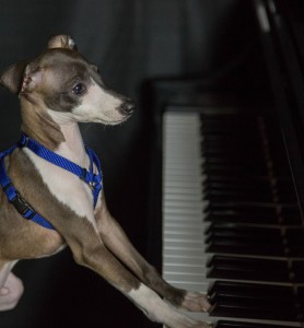 Dog playing the piano